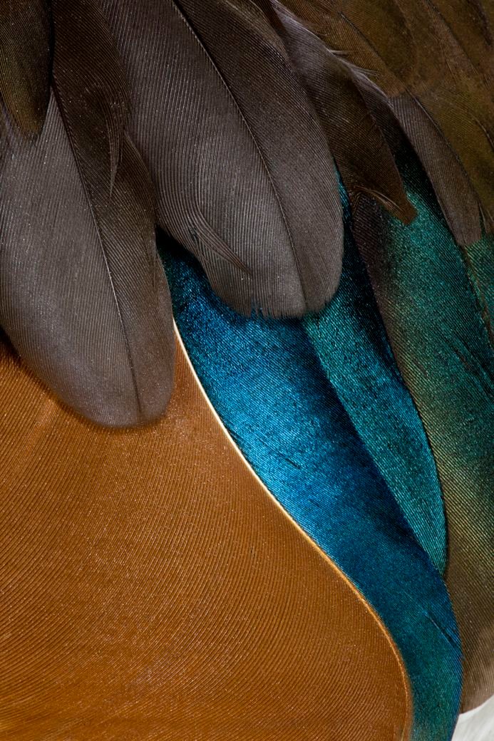Close-up of layered bronze, blue and green feathers representing detail, texture and refined materiality for Empire Holding.