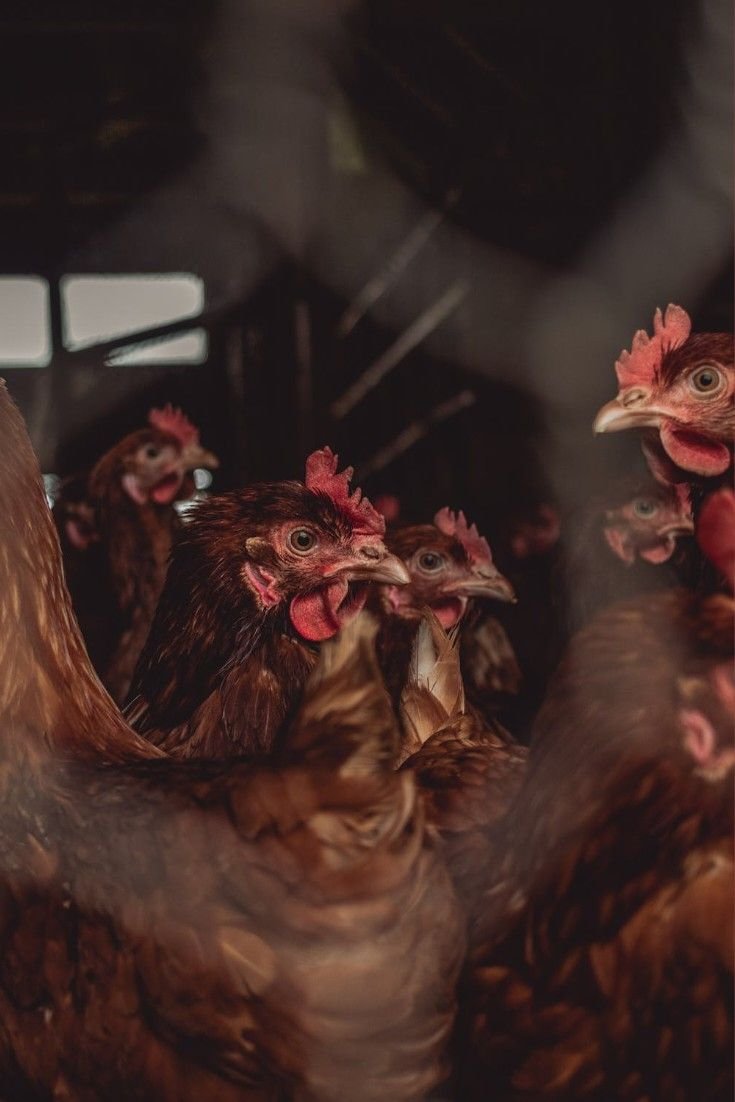 Close-up of brown hens gathered inside a poultry house, showing natural feather detail and a warm, rustic farm atmosphere.