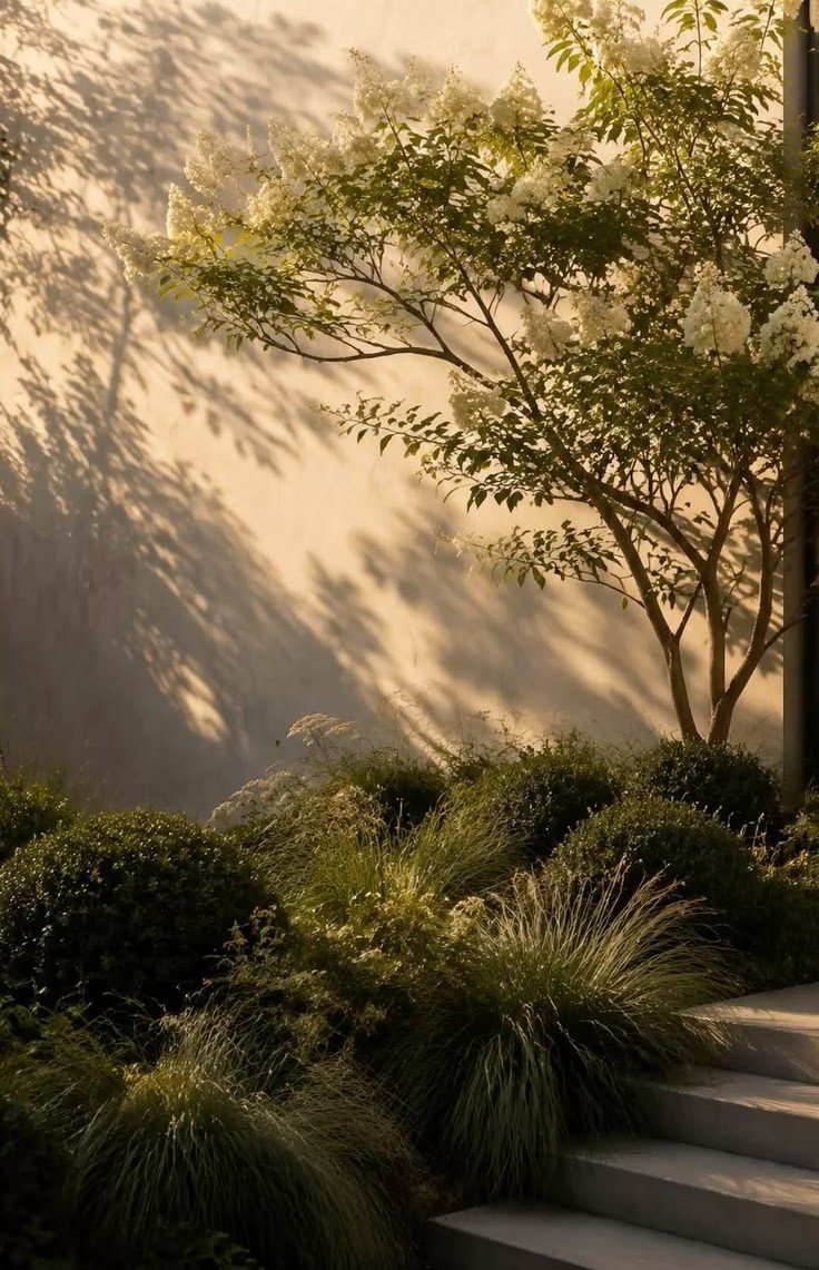 White flowering tree surrounded by ornamental grasses and manicured shrubs, illuminated by warm golden sunlight against a minimalist wall.