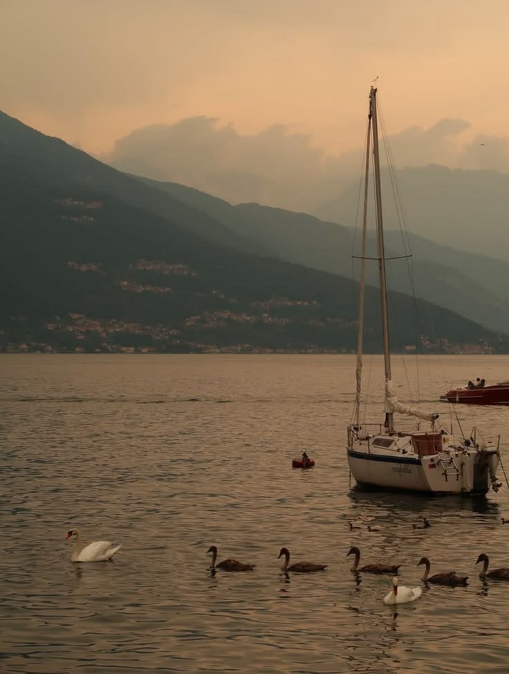 Sailboat resting on calm water at sunset with swans in the foreground and layered mountains rising in the distance.